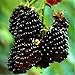 Foto Nueva Negro Rojo Amarillo Frambuesas Semillas de frutas Berry Bush Rubus Jardín 20pcs revisión