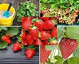 200+ Red Climbing Strawberry Seeds for Planting - Easy to Grow Everbearing Garden Fruit Seeds - Ships from Iowa, USA Photo, new 2024, best price $8.49 ($0.03 / Count) review
