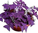 Oxalis Triangularis 10 Bulbs - Purple Shamrocks Lucky Lovely Flowers Bulbs Grows Indoor or Outdoor Photo, new 2024, best price $10.90 review