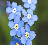Big Pack - (50,000) French Forget Me Not, Myosotis sylvatica Flower Seeds - Perennial Zone 3-9 - Flower Seeds By MySeeds.Co (Big Pack - Forget Me Not) Photo, new 2024, best price $12.95 ($0.00 / Count) review
