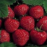 25 Earliglow Strawberry Plants - Bareroot - The Earliest Berry! Photo, new 2024, best price $19.19 ($0.77 / Count) review