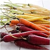 David's Garden Seeds Carrot Rainbow Blend 9334 (Multi) 200 Non-GMO, Open Pollinated Seeds Photo, new 2024, best price $3.45 review