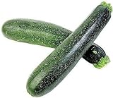50 Black Beauty Zucchini Summer Squash Cucurbita Pepo Vegetable Seeds Photo, new 2024, best price $2.51 ($0.05 / Count) review