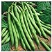 Photo Everwilde Farms - 1 Lb Provider Green Bean Seeds - Gold Vault review