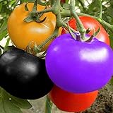 Arcoíris Semillas de Tomate Jardín Orgánico Frutas Semillas de Vegetales Planta Hogar Patio Decoración (100 Piezas) Foto, nuevo 2024, mejor precio 6,89 € revisión