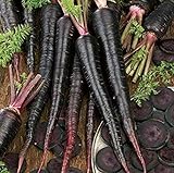 500+ Exotic Black Nebula Carrot Seeds to Grow - Daucus carota - Colorful Edible Vegetables. Made in USA Photo, new 2024, best price $7.98 ($0.02 / Count) review