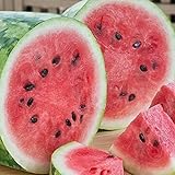 RattleFree Watermelon Seeds for Planting Heirloom and NonGMO Jubilee Watermelon Seeds to Plant in Home Gardens Full Planting Instructions on Each Planting Packet Photo, new 2024, best price $5.95 review