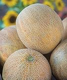 Burpee Ambrosia Cantaloupe Melon Seeds 30 seeds Photo, new 2024, best price $7.97 ($0.27 / Count) review