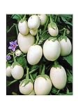 Aubergine White Mini - Eierfrucht - 20 Samen Foto, neu 2024, bester Preis 1,60 € Rezension
