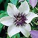 Photo 50 White and Purple Clematis Seeds Bloom Climbing Perennial Flowers Seed Flower Vine Climbing Perennial review