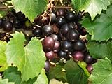 Large Black Muscadine Seed - Self Fertile Native Grape Seeds (0.5gr to 3.0gr) Photo, new 2024, best price $13.99 review