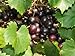 Photo Large Black Muscadine Seed - Self Fertile Native Grape Seeds (0.5gr to 3.0gr) review
