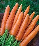 700+ Seeds of Carrot Scarlet Nantes, Daucus carota, Great Flavor, Texture, Uniformity Carrot, Heirloom, Non-GMO Seeds, Open Pollinated, Cool Season Photo, new 2024, best price $6.99 review
