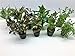 Foto Aquarienpflanzen Set Wasserpflanzen 5 Töpfe. ideal für den Anfänger Rezension