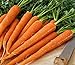 Photo Pelleted - Tendersweet Carrot Seeds - Pelleted - Wow!! These are Sooooo Good!!!!(100 - Seeds) review