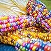 Foto Rosepoem Semillas de maíz Indio 30pcs Semillas de maíz Semilla de maíz Arcoiris revisión