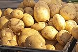 5 Lbs Russet Seed Potatoes - USA Non-GMO Certified Potato TUBERS SPUDS Photo, new 2024, best price $13.99 review