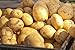 Photo 5 Lbs Russet Seed Potatoes - USA Non-GMO Certified Potato TUBERS SPUDS review
