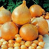 1 Beutel Zwiebelsamen zum Anpflanzen, saftige, fettarme georgische Fruchtsamen für Küche, Garten und Balkon - Zwiebelsamen Foto, neu 2024, bester Preis 2,89 € Rezension