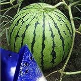 MITRAEE Fresh 100pcs Watermelon Fruit Seeds for Planting Blue Photo, new 2024, best price $10.50 review