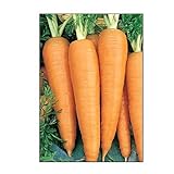 750 Danvers 126 Carrot Seeds | Non-GMO | Fresh Garden Seeds Photo, new 2024, best price $5.95 review