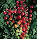 David's Garden Seeds Tomato Cherry Supersweet FBA 1010 (Red) 25 Non-GMO, Hybrid Seeds Photo, new 2024, best price $6.95 review