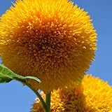 Teddy Bear Sunflower Seeds | 20 Seeds | Exotic Garden Flower | Sunflower Seeds for Planting | Great for Hummingbirds and Butterflies Photo, new 2024, best price $6.96 ($0.35 / Count) review