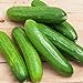 Photo Spacemaster 80 Cucumber Seeds - 50 Count Seed Pack - Non-GMO - Produces Large Numbers of flavorful, Full-Sized Slicing Cucumbers Perfect for The Small Garden. - Country Creek LLC review