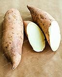 Dichondra Fresh 20Pcs Sweet Potato Vegetables Seeds for Planting White Photo, new 2024, best price $14.99 review