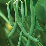 Burpee Blue Lake 47 Bush Bean Seeds 8 ounces of seed Photo, new 2024, best price $10.89 review