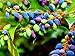 Photo 20 Oregon Grape Seeds for Planting - Stunning Ornamental Fruit Bearing Plant - Berberis bealei, Barberry, Leatherleaf Mahonia review