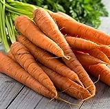 Tendersweet Carrot Seeds - 50 Count Seed Pack - Non-GMO - Rich-Orange Colored Roots are coreless, Crisp and Very Sweet. Perfect for Canning, juicing, or Eating raw. - Country Creek LLC Photo, new 2024, best price $2.29 review