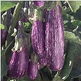 Unbrandred Fairy Tale Eggplants Seeds (25+ Seeds)(More Heirloom, Organic, Non GMO, Vegetable, Fruit, Herb, Flower Garden Seeds (25+ Seeds) at Seed King Express) Photo, new 2024, best price $3.69 review