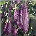 Photo Unbrandred Fairy Tale Eggplants Seeds (25+ Seeds)(More Heirloom, Organic, Non GMO, Vegetable, Fruit, Herb, Flower Garden Seeds (25+ Seeds) at Seed King Express) review