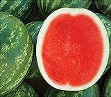 David's Garden Seeds Fruit Watermelon (Seedless) Chunky (Red) 25 Non-GMO, Hybrid Seeds Photo, new 2024, best price $9.95 review