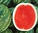 Photo David's Garden Seeds Fruit Watermelon (Seedless) Chunky (Red) 25 Non-GMO, Hybrid Seeds review