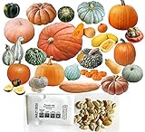 HARLEY SEEDS - Mixed!!! 50+ Pumpkin and Winter Squash Mix Seeds Non-GMO 25 Varieties Delicious Grown in USA. Rare, Super Profilic and Delicious! Photo, new 2024, best price $9.85 ($0.20 / Count) review