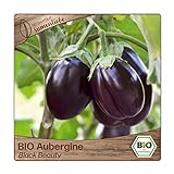 BIO Aubergine Samen Sorte Black Beauty (Solanum melongena) Gemüsesamen Eierfrucht Saatgut Foto, neu 2024, bester Preis 3,29 € Rezension