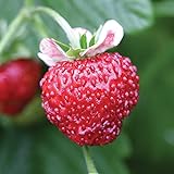 Burpee Mignonette Strawberry Seeds 125 seeds Photo, new 2024, best price $7.27 ($0.06 / Count) review