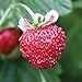 Photo Burpee Mignonette Strawberry Seeds 125 seeds review