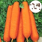 900 stücke Große Packung Karottesamen Wachsender Kit Hausgarten Bonsai Gemüse Fruchtpflanzen Setzlinge Karottensamen 1size. Foto, neu 2024, bester Preis 19,94 € Rezension