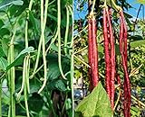 60 Heirloom Red&Green Long Bean Seeds - Long Asparagus Bean Noodle Pole Bean Garden Vegetable Seeds - Green and Red Fresh Chinese Vegetable Seeds for Planting Outside or Yard Photo, new 2024, best price $7.99 review