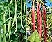 Photo 60 Heirloom Red&Green Long Bean Seeds - Long Asparagus Bean Noodle Pole Bean Garden Vegetable Seeds - Green and Red Fresh Chinese Vegetable Seeds for Planting Outside or Yard review