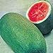 Photo Watermelon, Charleston Grey, Heirloom,100 Seeds, Large review