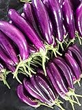 Eggplant Seeds for Planting | 250 Long Purple Eggplant Seeds to Plant Home Outdoor Garden | Heirloom & Non-GMO Vegetable Seeds | Buy in Bulk (1 Pack) Photo, new 2024, best price $6.95 review