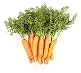 Carrot Vegetable Seeds for Planting Home Garden Outdoors - Little Finger Baby Carrot Seeds! Photo, new 2024, best price $5.99 review