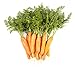 Photo Carrot Vegetable Seeds for Planting Home Garden Outdoors - Little Finger Baby Carrot Seeds! review