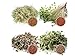 Foto 1 kg BIO Keimsprossen Mischung -4 Sorten Mix- Keimsaat 4 x 250 g Samen für die Sprossenanzucht Alfalfa, Kresse, Radies, Salatrauke Sprossen Microgreen Mikrogrün Rezension