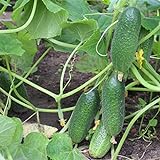 200+ Cucumber Seeds for Planting, Non-GMO, Premium Heirloom Seeds Photo, new 2024, best price $10.99 ($0.05 / Count) review