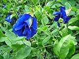 30 Seeds Thai Butterfly Pea Seeds Photo, new 2024, best price $15.00 ($0.50 / Count) review